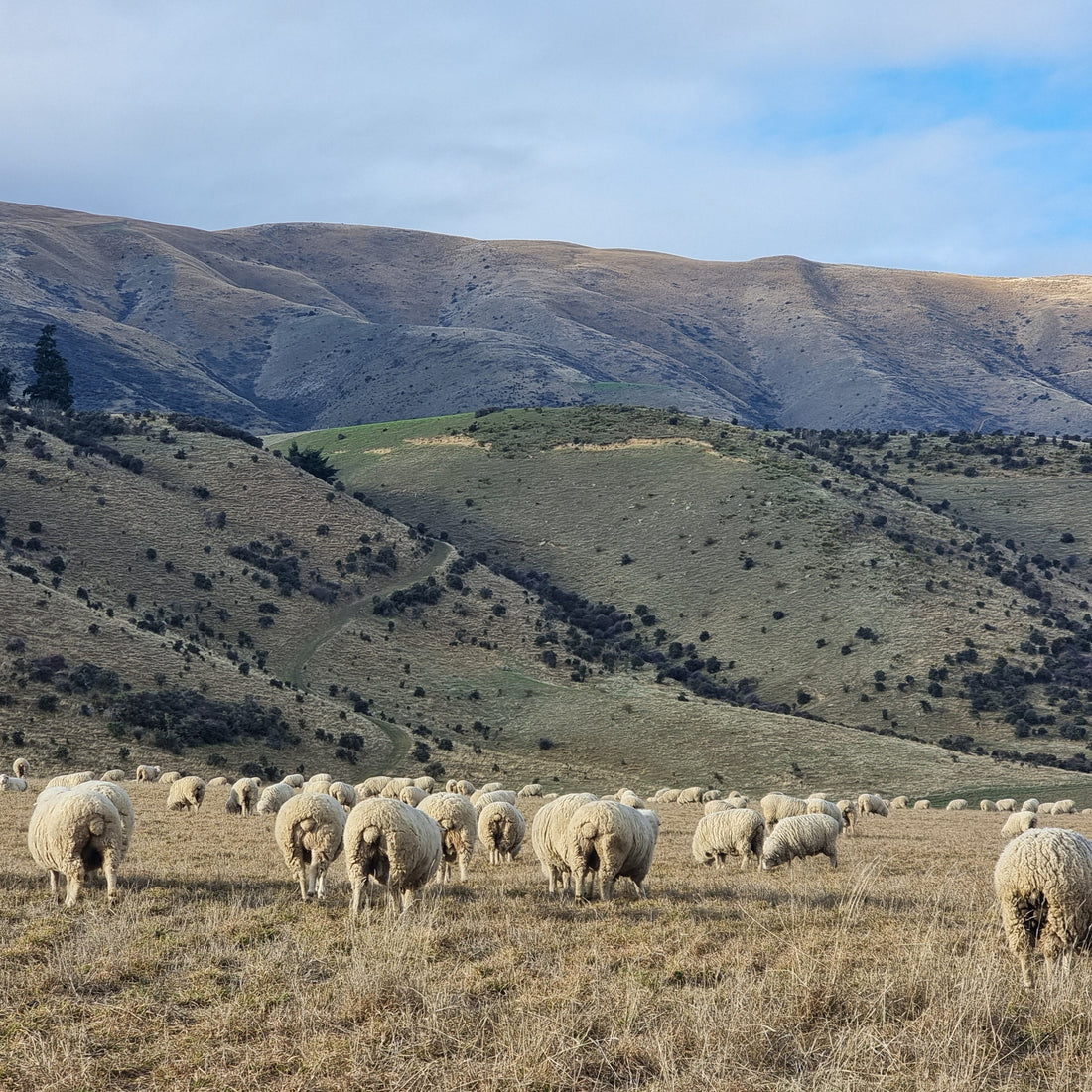 ZQ & ZQRX Merino: The Softest Wool With the Strongest Values