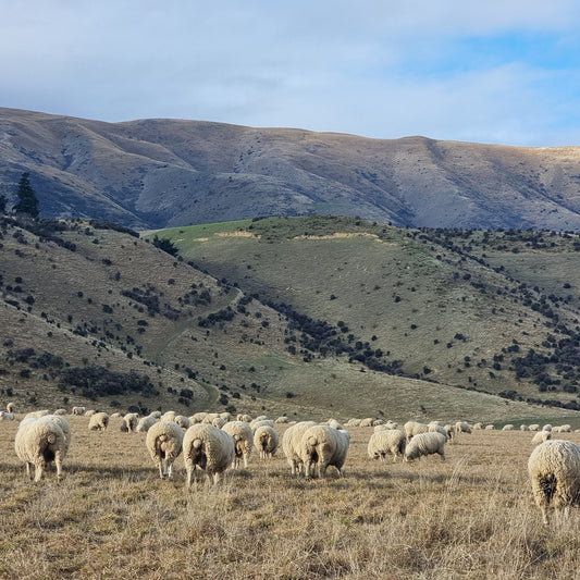 ZQ & ZQRX Merino: The Softest Wool With the Strongest Values
