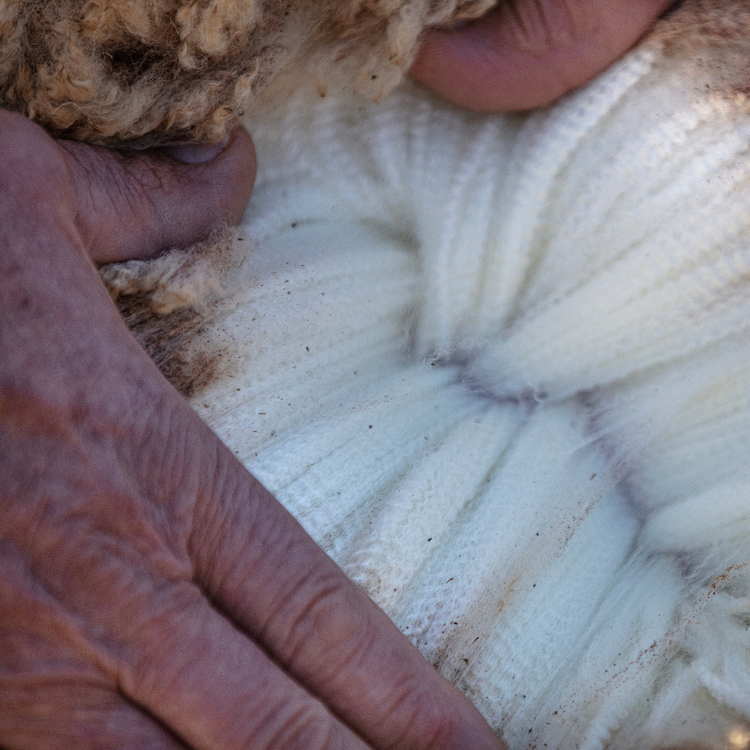 The Benefits of ZQ-Certified Merino Wool: Why It Matters for Your Wardrobe