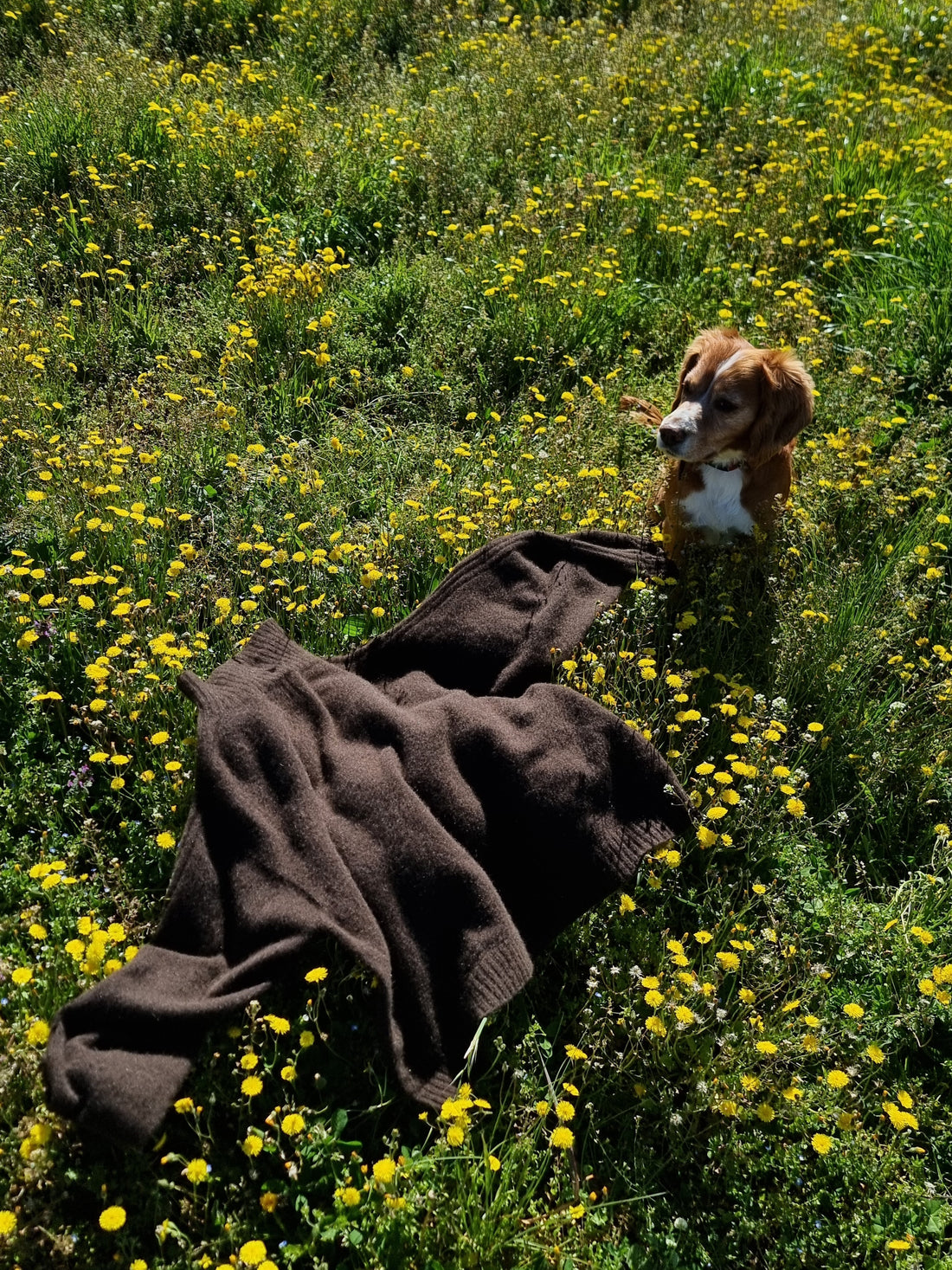!00% natural jumper laying in a field of dandelion flowers with a dog sitting next to it