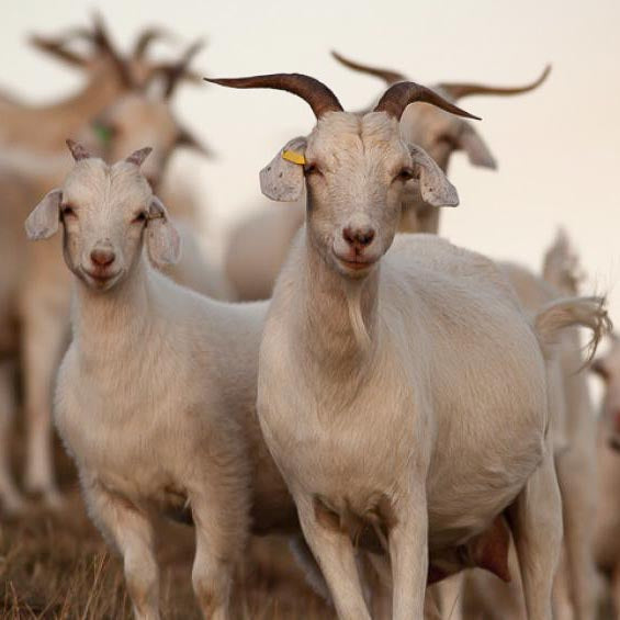 Why Cashmere?