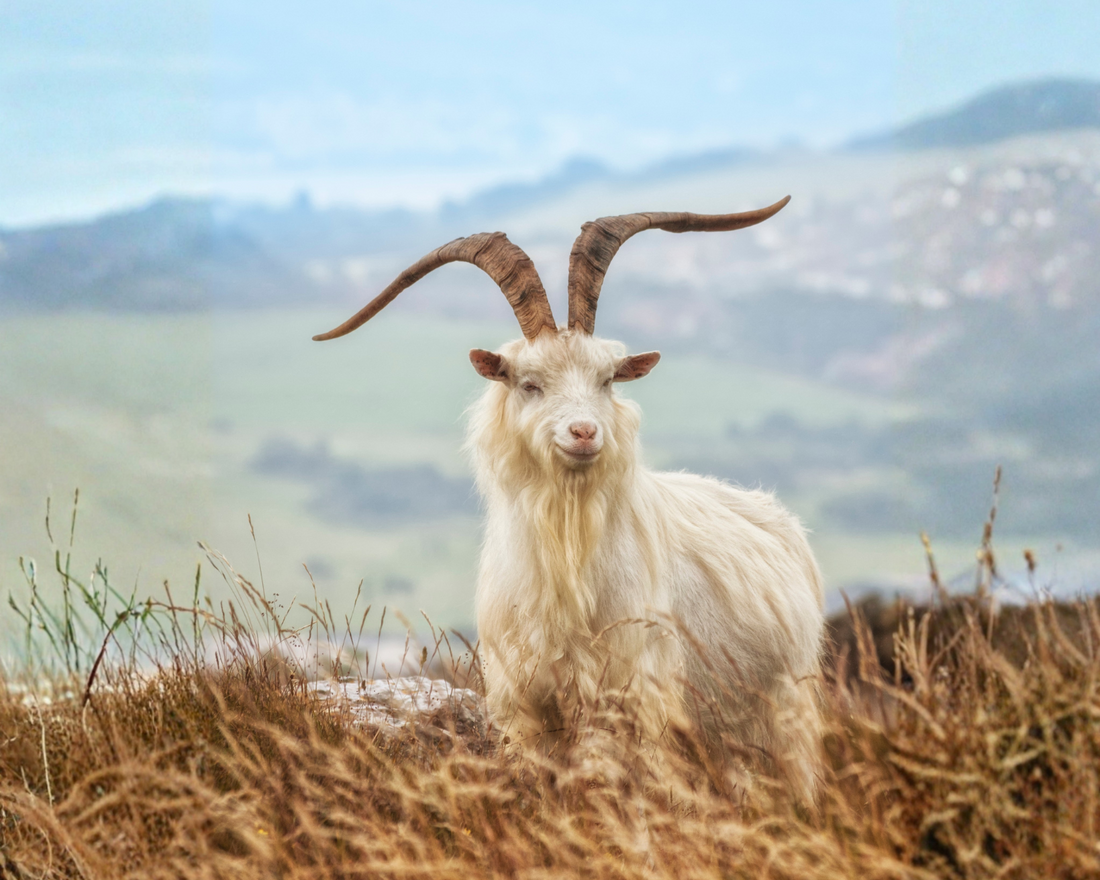 Cashmere Possum Silk Knitwear: Why This Blend Is Different | NZ Charly